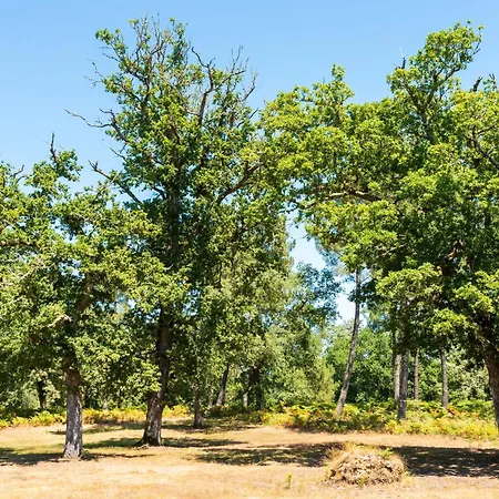 Petit Chantalaoude *