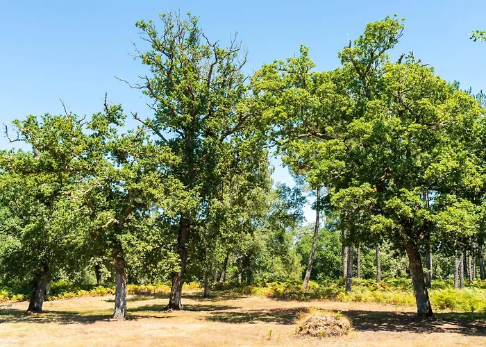 Petit Chantalaoude *